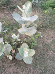 Calotropis