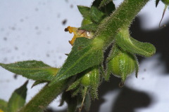 Verbascum creticum