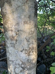 Casimiroa edulis