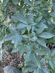 Casimiroa edulis