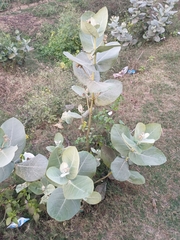 Calotropis