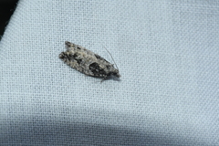 Epinotia nisella