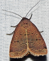 Abagrotis anchocelioides