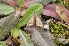Glaucocharis helioctypa