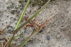 Glaucocharis helioctypa