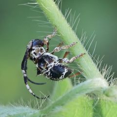 Tessarecphora arachnoides