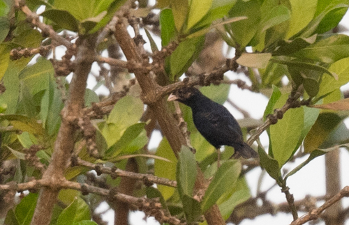 Village Indigobird