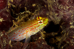 Golden Goby photo 4