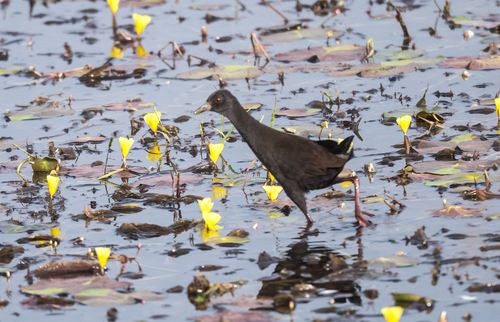 Black Crake