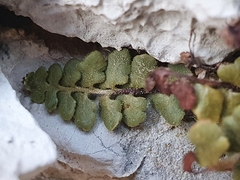 Asplenium petrarchae petrarchae