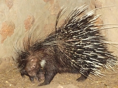 Hystrix