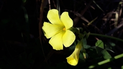 Oxalis pes-caprae