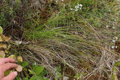 Netrostylis capillaris