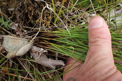 Netrostylis capillaris