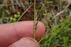 Netrostylis capillaris