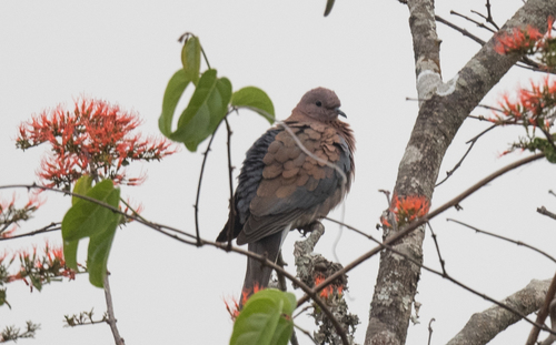 Laughing Dove