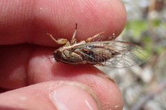 Rhodopsalta microdora