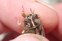 Rhodopsalta microdora