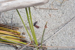 Tachysphex nigerrimus