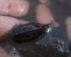 Lepidurus apus