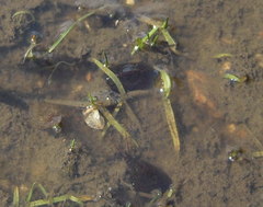 Lepidurus apus