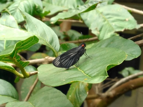 Carystus phorcus