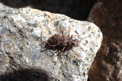 Neocicindela garnerae