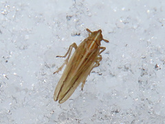 Stenocranus minutus