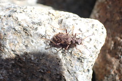 Neocicindela garnerae