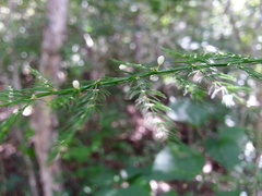 Asparagus vaginellatus
