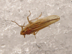 Stenocranus minutus