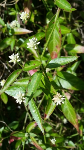 Yellow joyweed (Alternanthera flavescens)