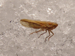 Stenocranus minutus