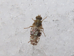 Dioxyna bidentis