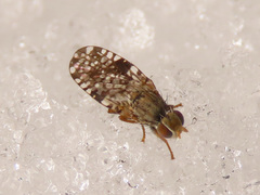 Dioxyna bidentis