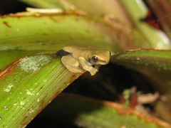 Dendropsophus carnifex