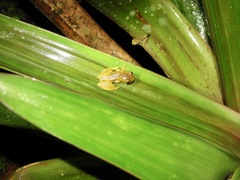 Dendropsophus carnifex