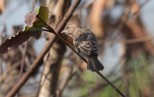 Sahel Bush Sparrow