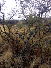 Vachellia farnesiana