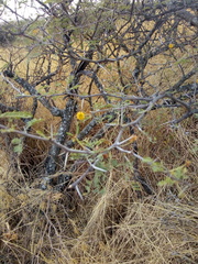 Vachellia farnesiana