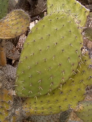 Opuntia lasiacantha