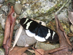 Heliconius eleuchia