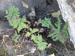 Pentagramma rebmanii