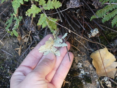 Pentagramma rebmanii