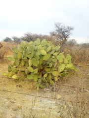 Opuntia