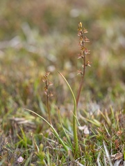Prasophyllum sphacelatum