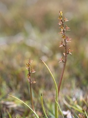 Prasophyllum sphacelatum
