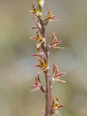 Prasophyllum sphacelatum