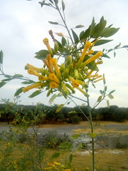 Nicotiana glauca