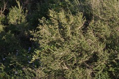 Flueggea verrucosa